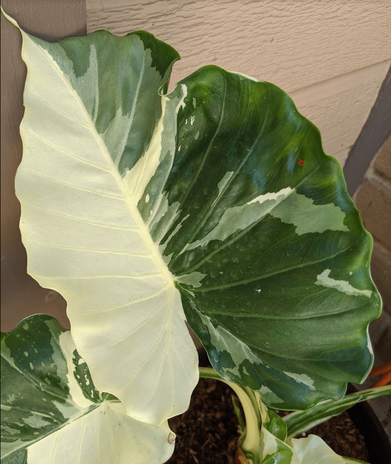 silver august 2020 Alocasia okinawa silver august 2020