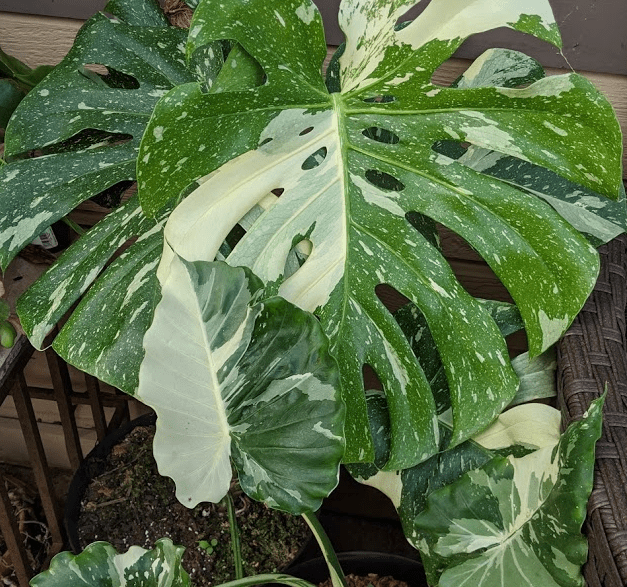 silver vs thai august 2020 silver vs cream variegation
