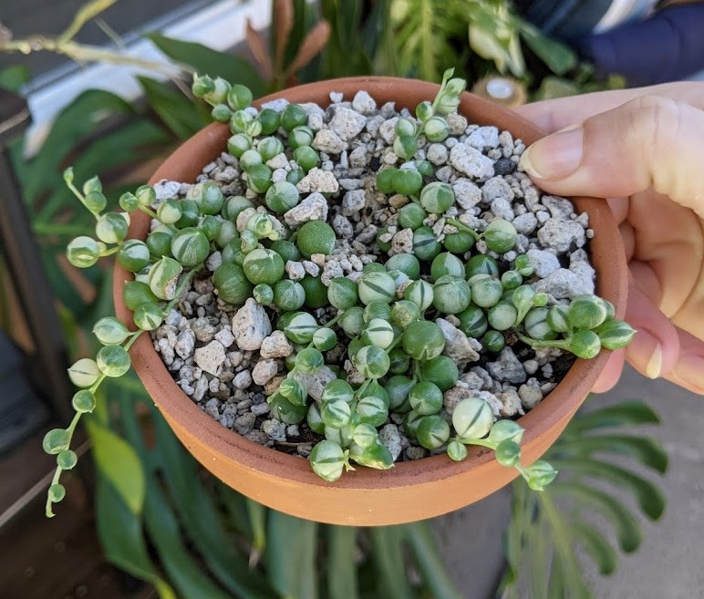 How to Grow Senecio rowleyanus, or String of Pearls succulent