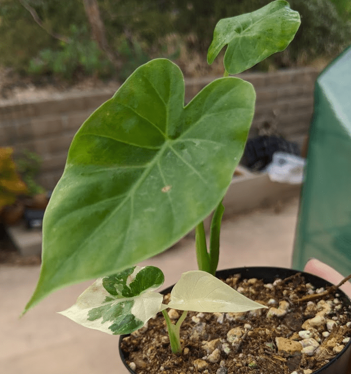 variegated odora july 2020 Variegated Alocasia Odora
