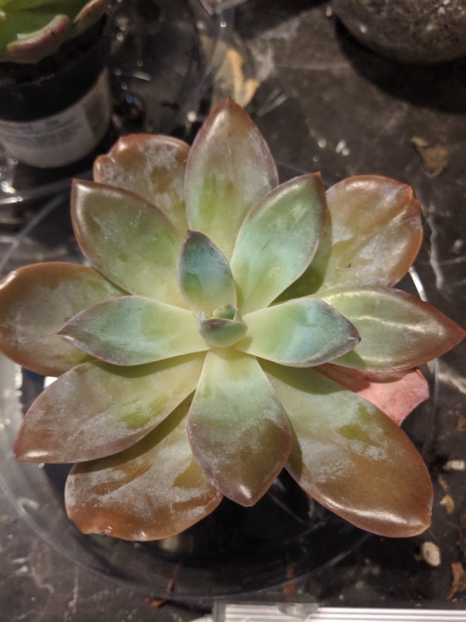bambino oct 2019 Echeveria bambino