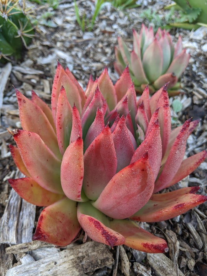 frank reneilt feb 2020 Echeveria Frank Reneilt