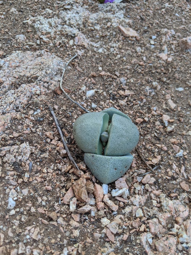 pleiospilos nelii