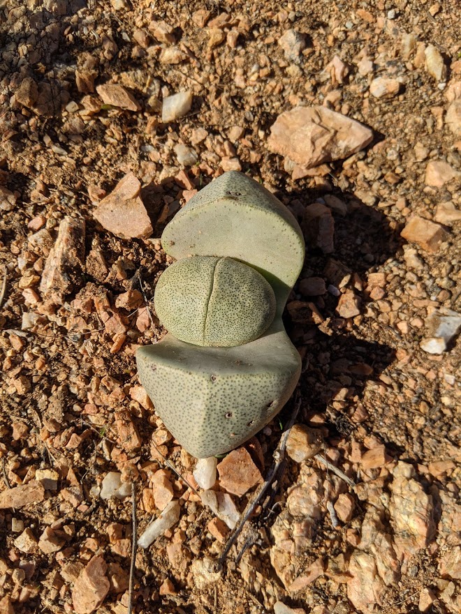 pleiospilos nelii in ground