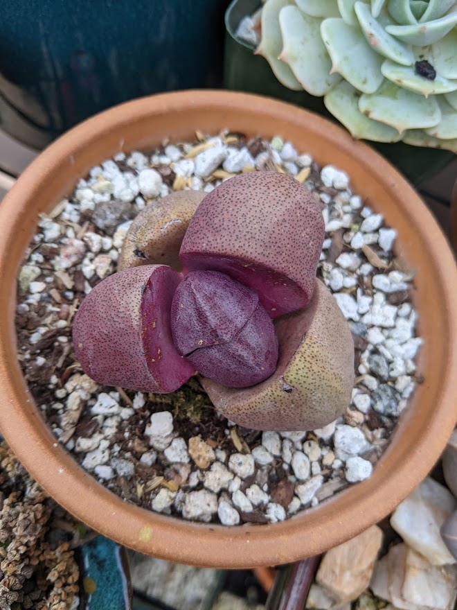 Care Diary: Pleiospilos nelii, the Split Rock Plant - Trex Plants