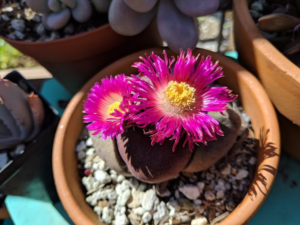 Pleiospilos nelii royal flush