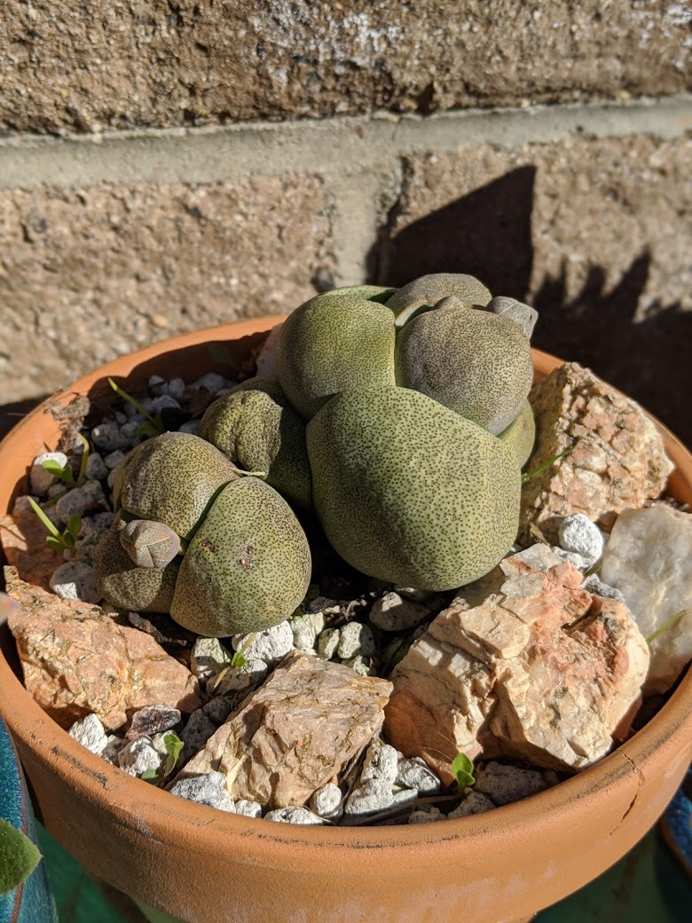 Pleiospilos nelii