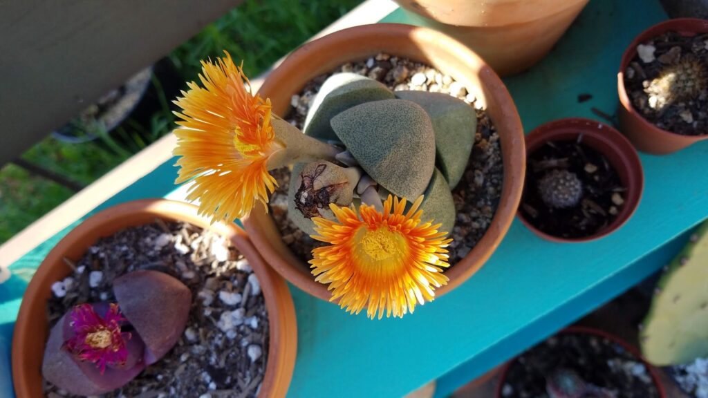 pleiospilos nelii blooming