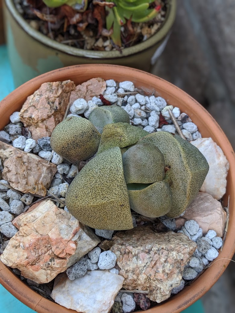 pleiospilos nelii