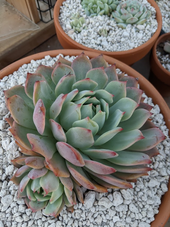 tippy nov 2020 2 Echeveria tippy