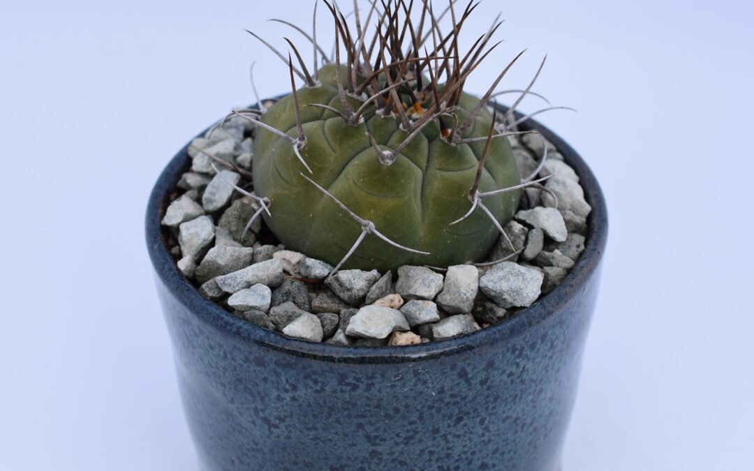 How to Repot Your Cacti: A Guide for Beginners