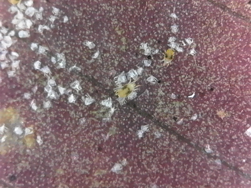 S20210124_0010 spider mites
