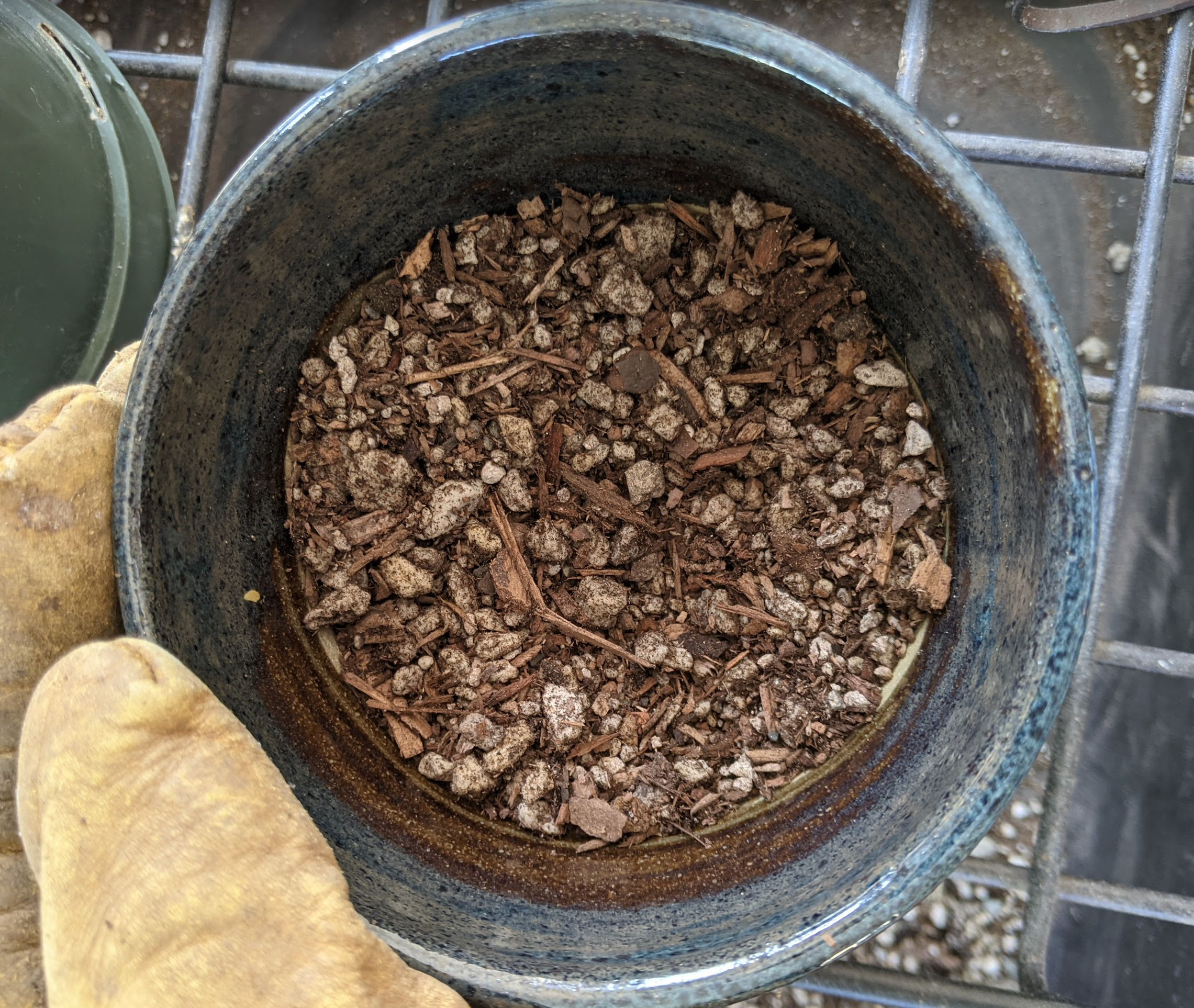 cactus soil in pot 