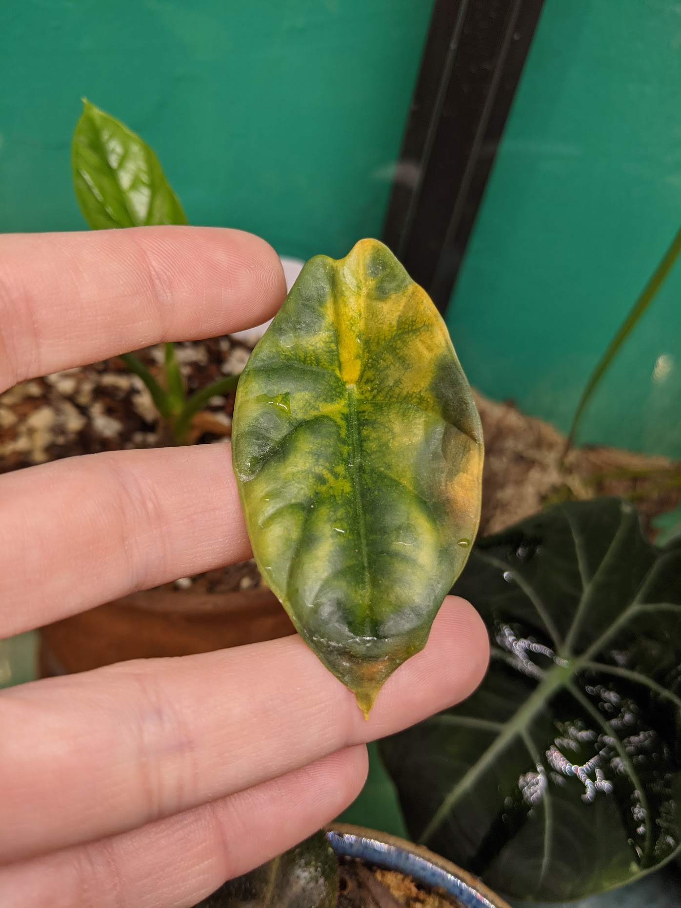 not spidermites 4 Alocasia sinuata