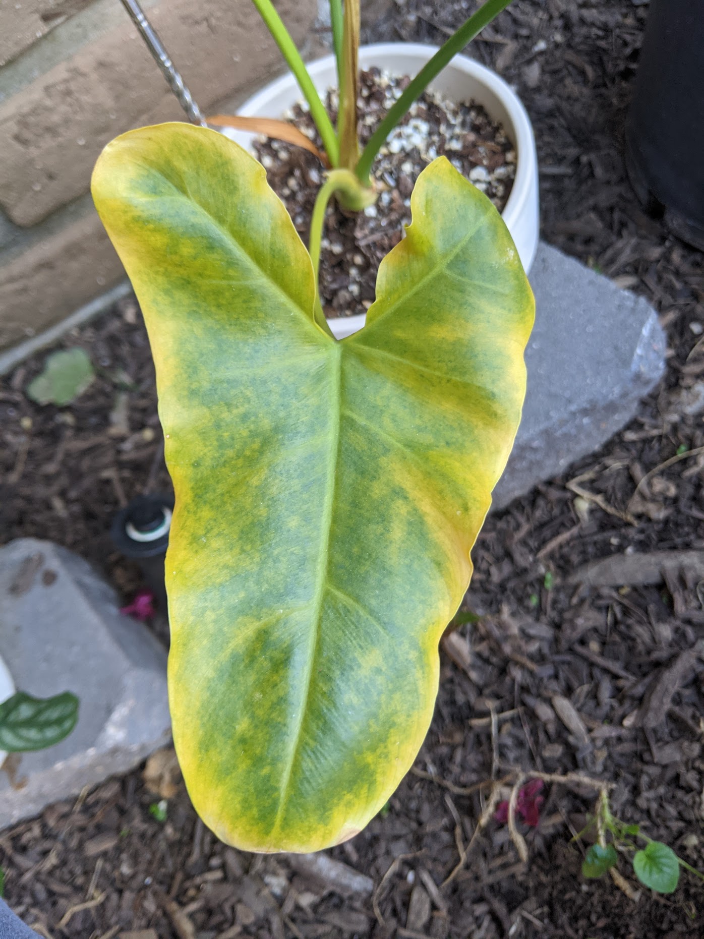 not spidermites 5 philodendron stenolobum