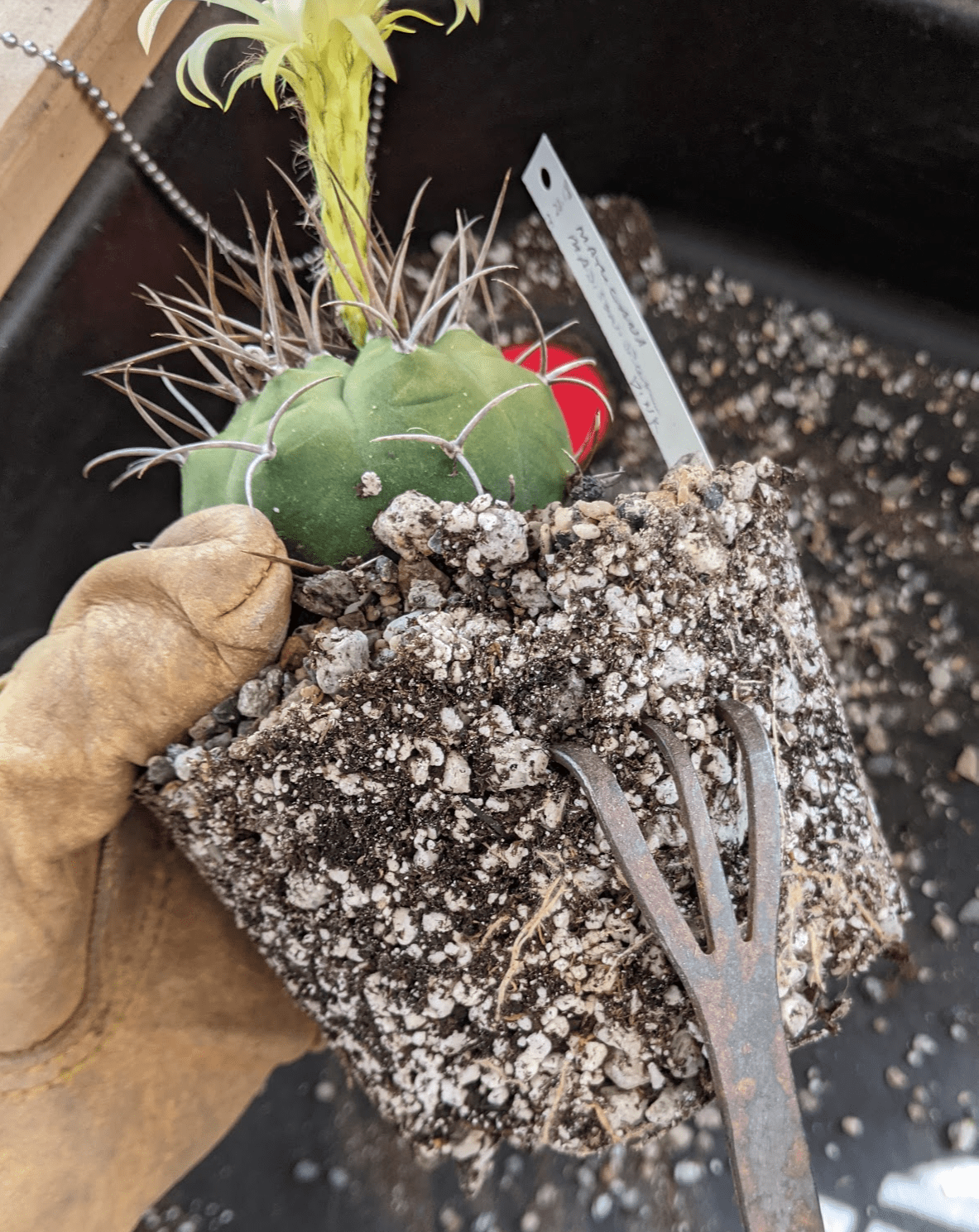 raking cactus roots