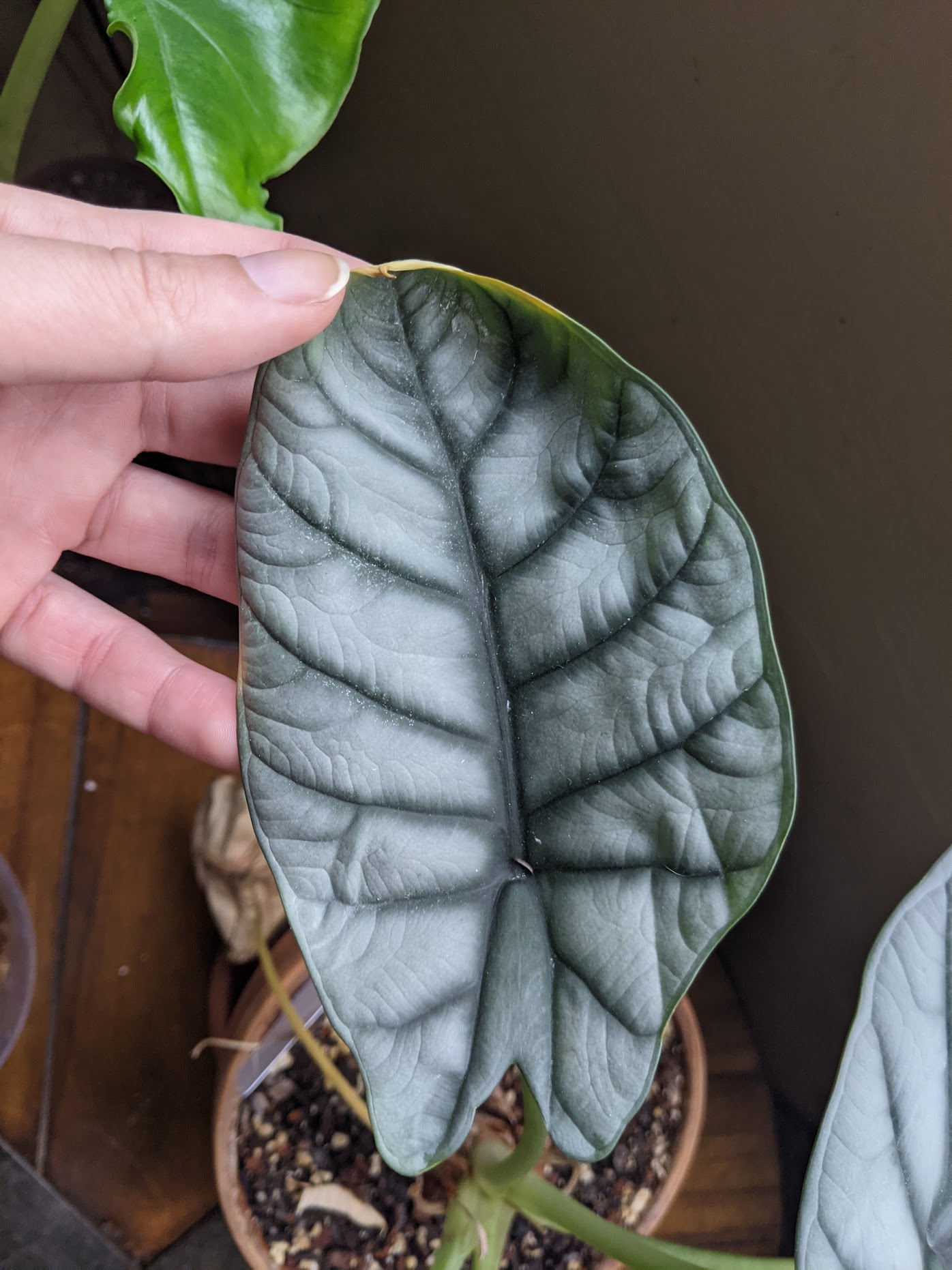 spider mites 2 spidermites on alocasia