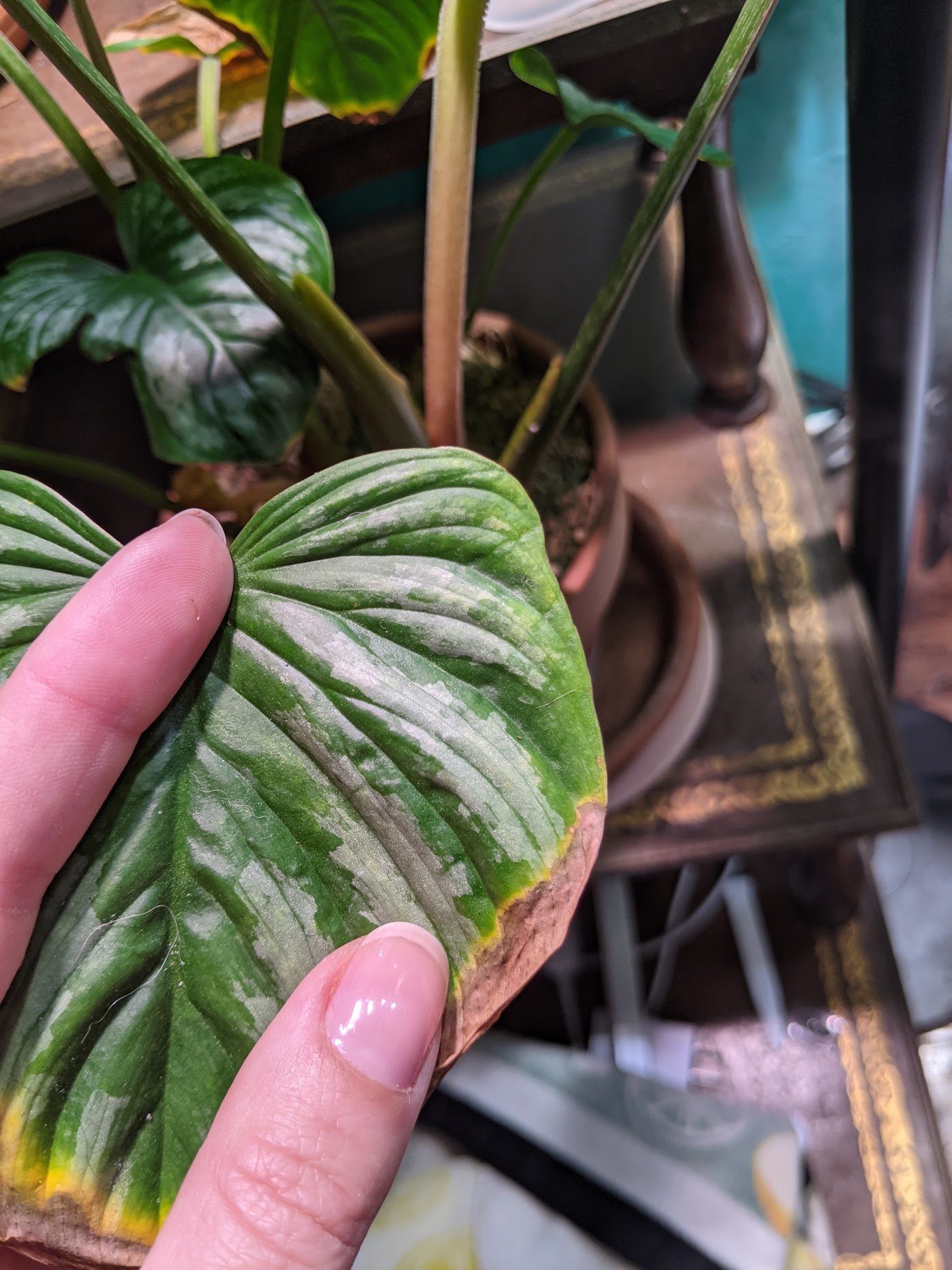 spider mites Philodendron mamei