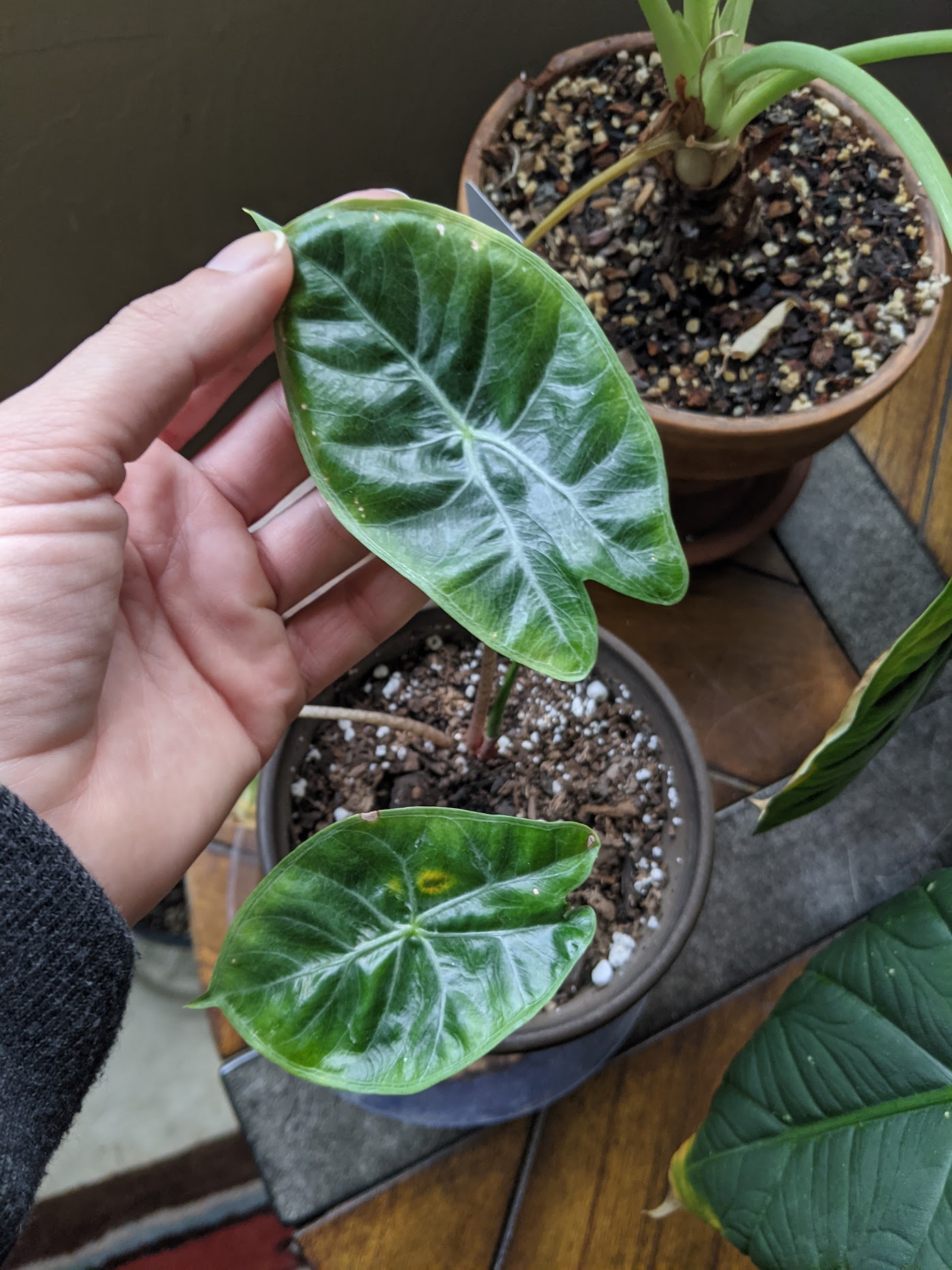 spidermites 3 Alocasia pink dragon