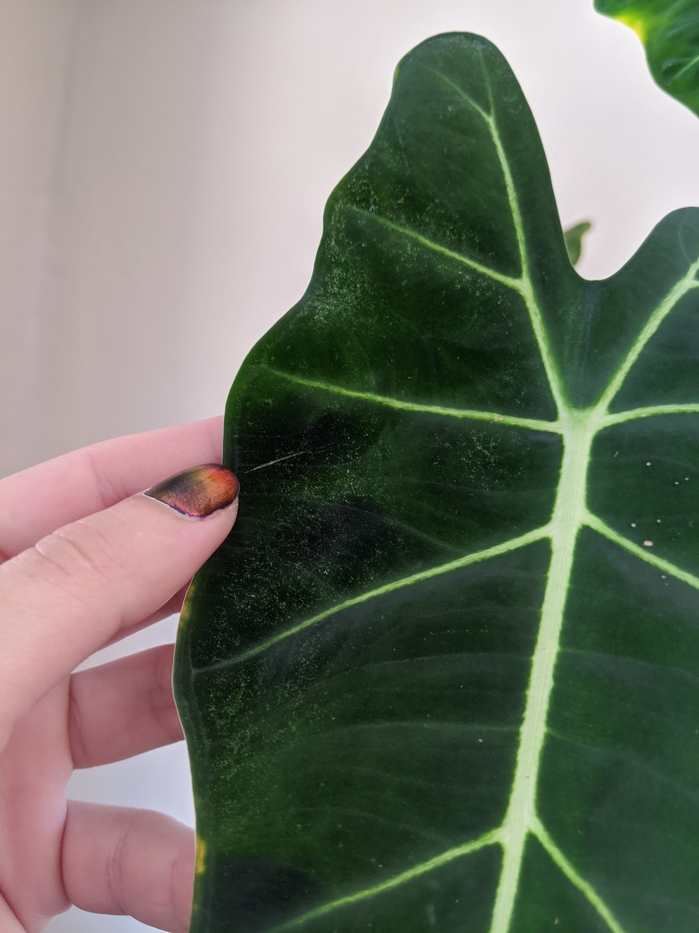 spidermites 5 Alocasia frydek spidermites