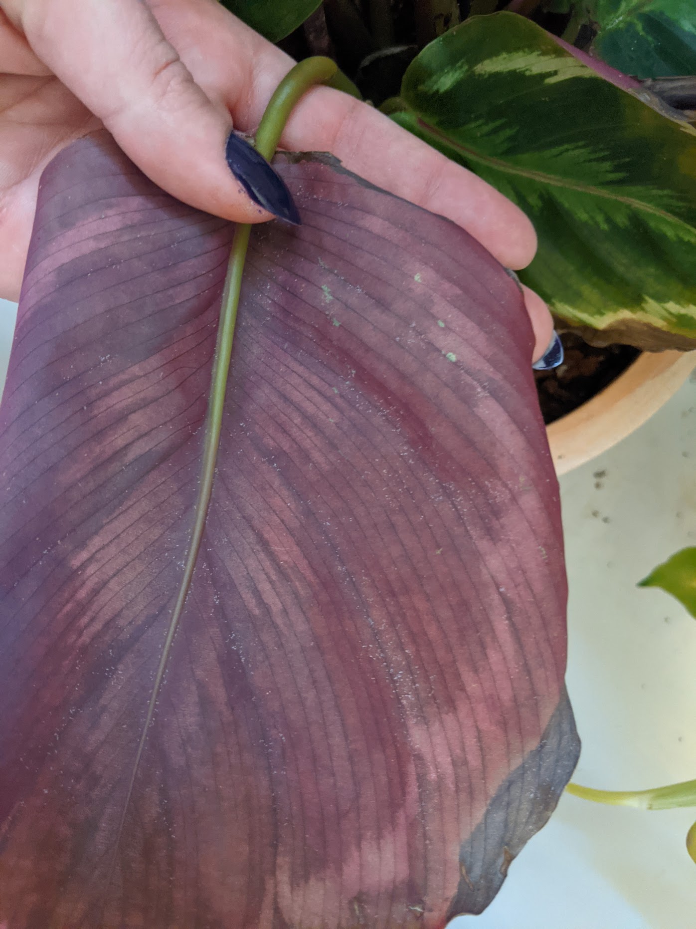 spidermites calathea spidermites calathea