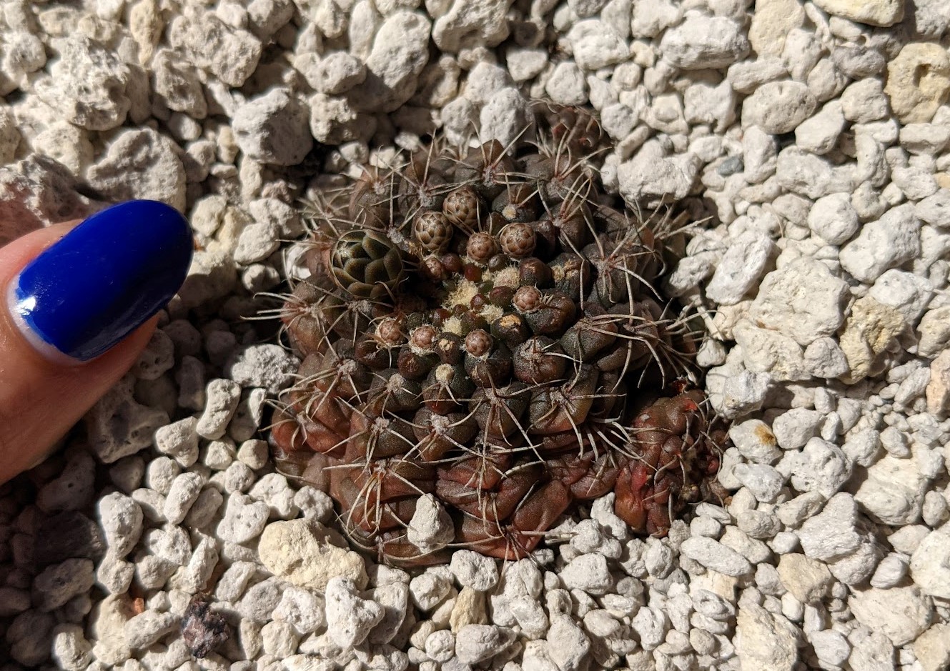 andrae cropped gymnocalycium andrae