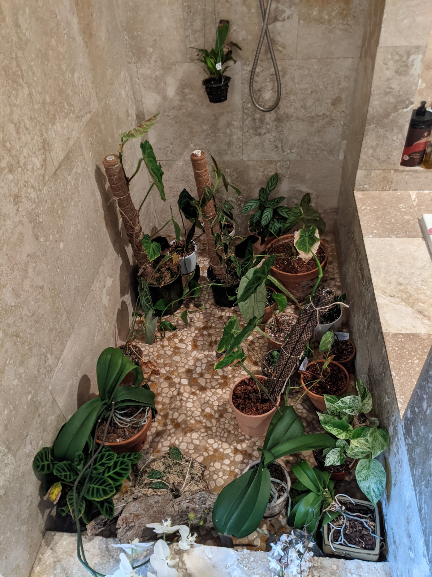 plant shower plant shower