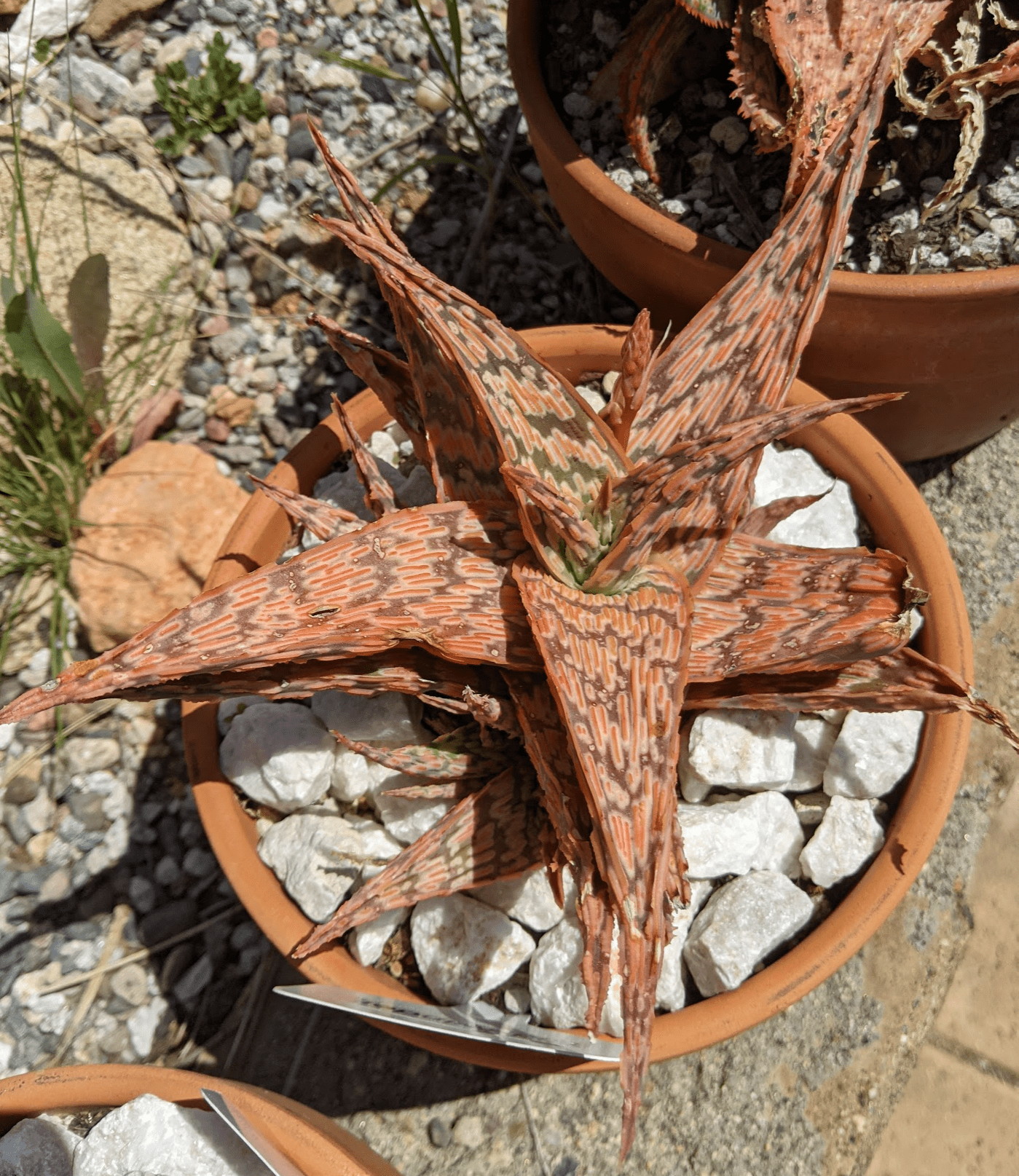 Aloe sidewinder
