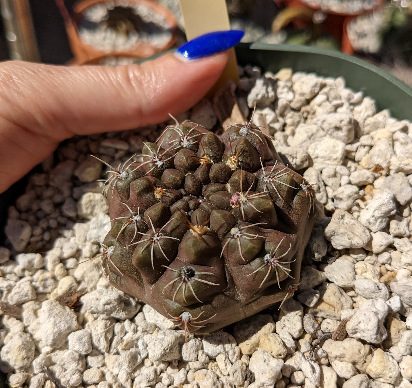 tukasikii cropped gymnocalycium tukasikii