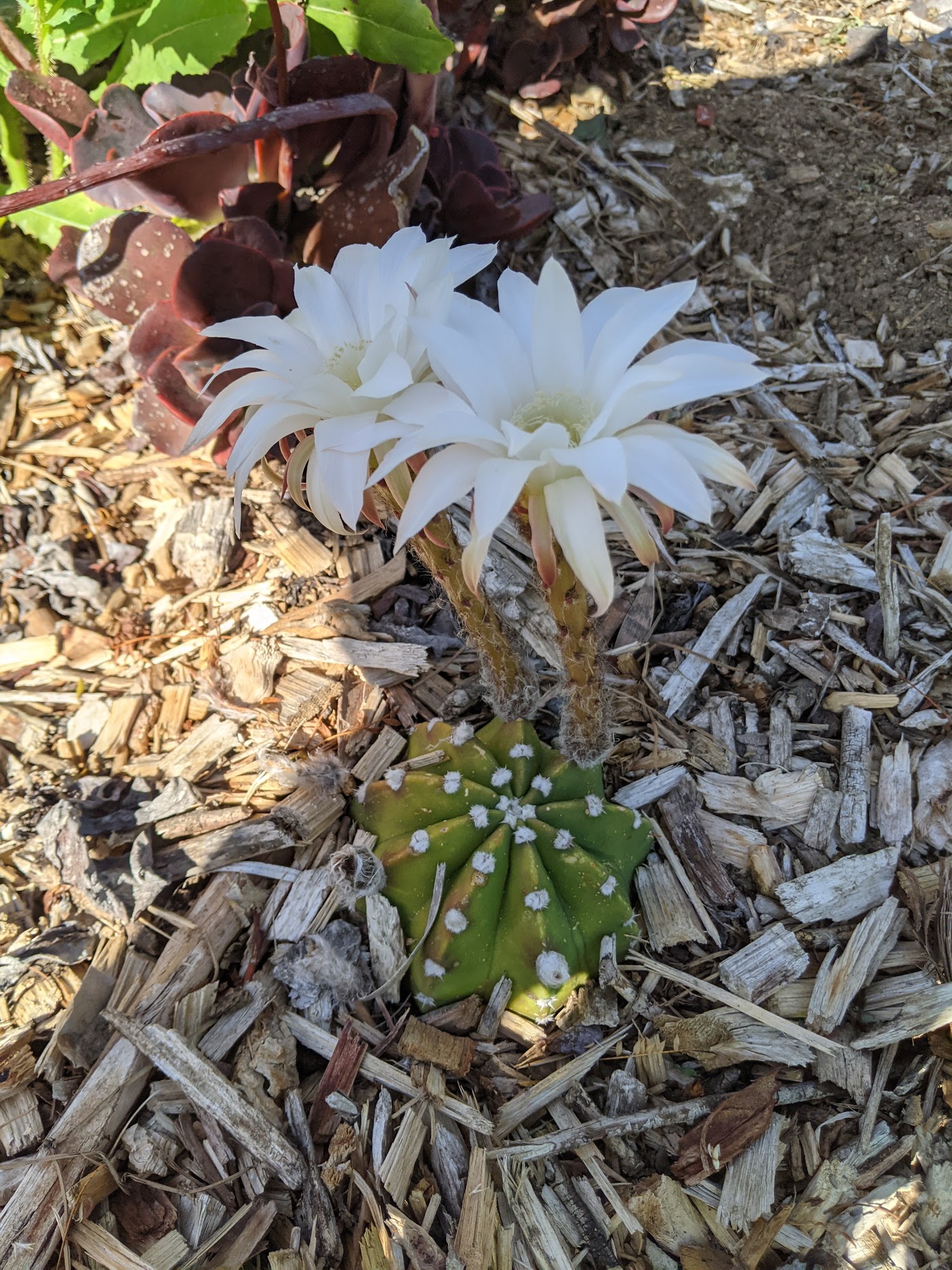 echinopsis domino