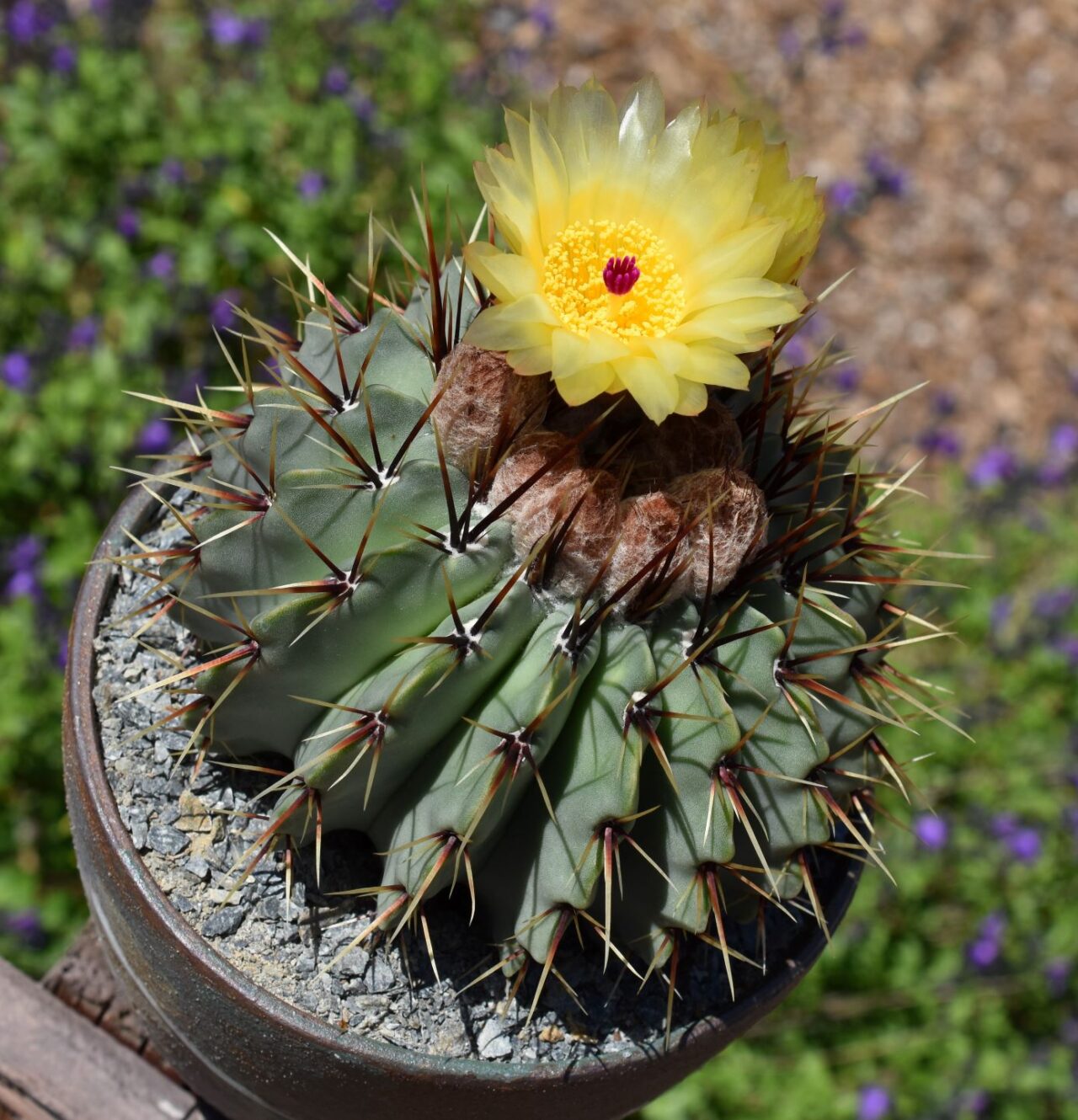 notocactus buiningii