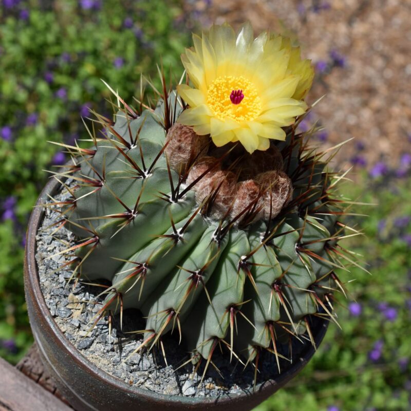 notocactus buiningii