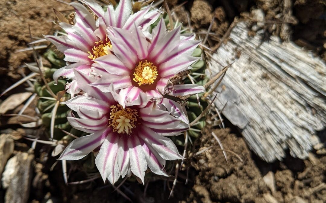 What’s Blooming This Spring: The Cacti