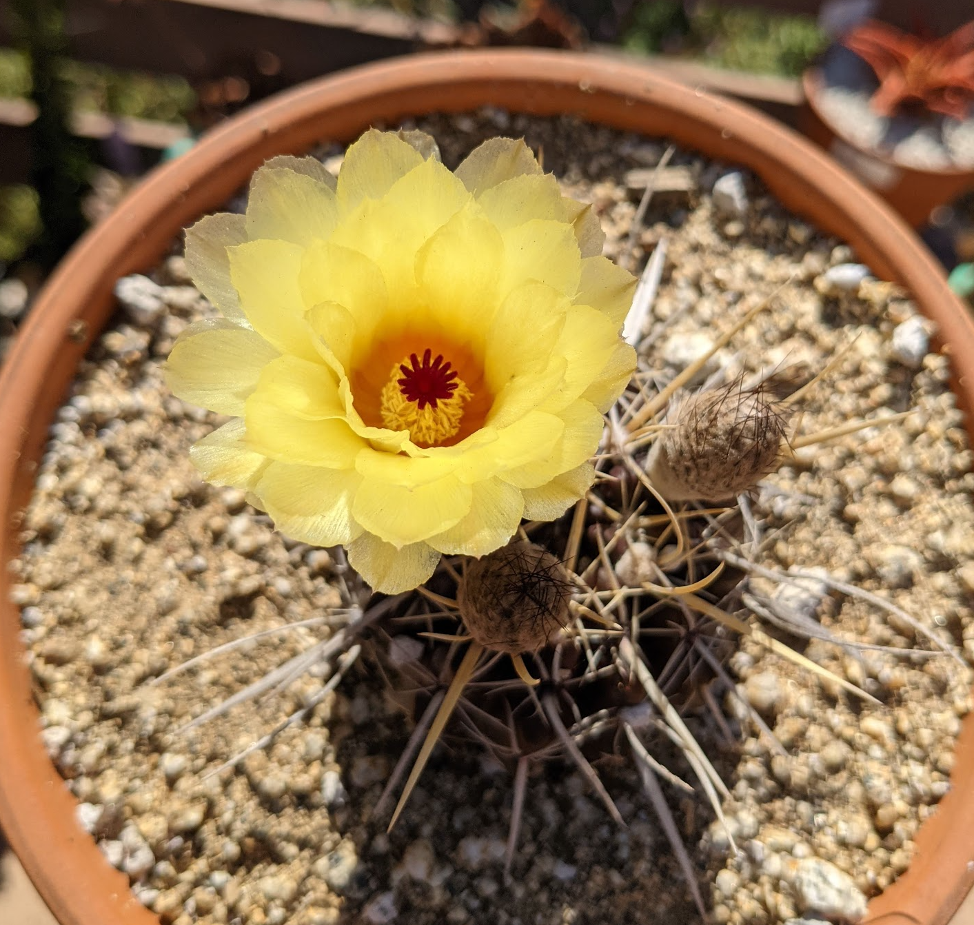 receptive cactus flower