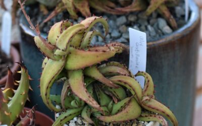 Care Diary: How to Grow Aloe castilloniae