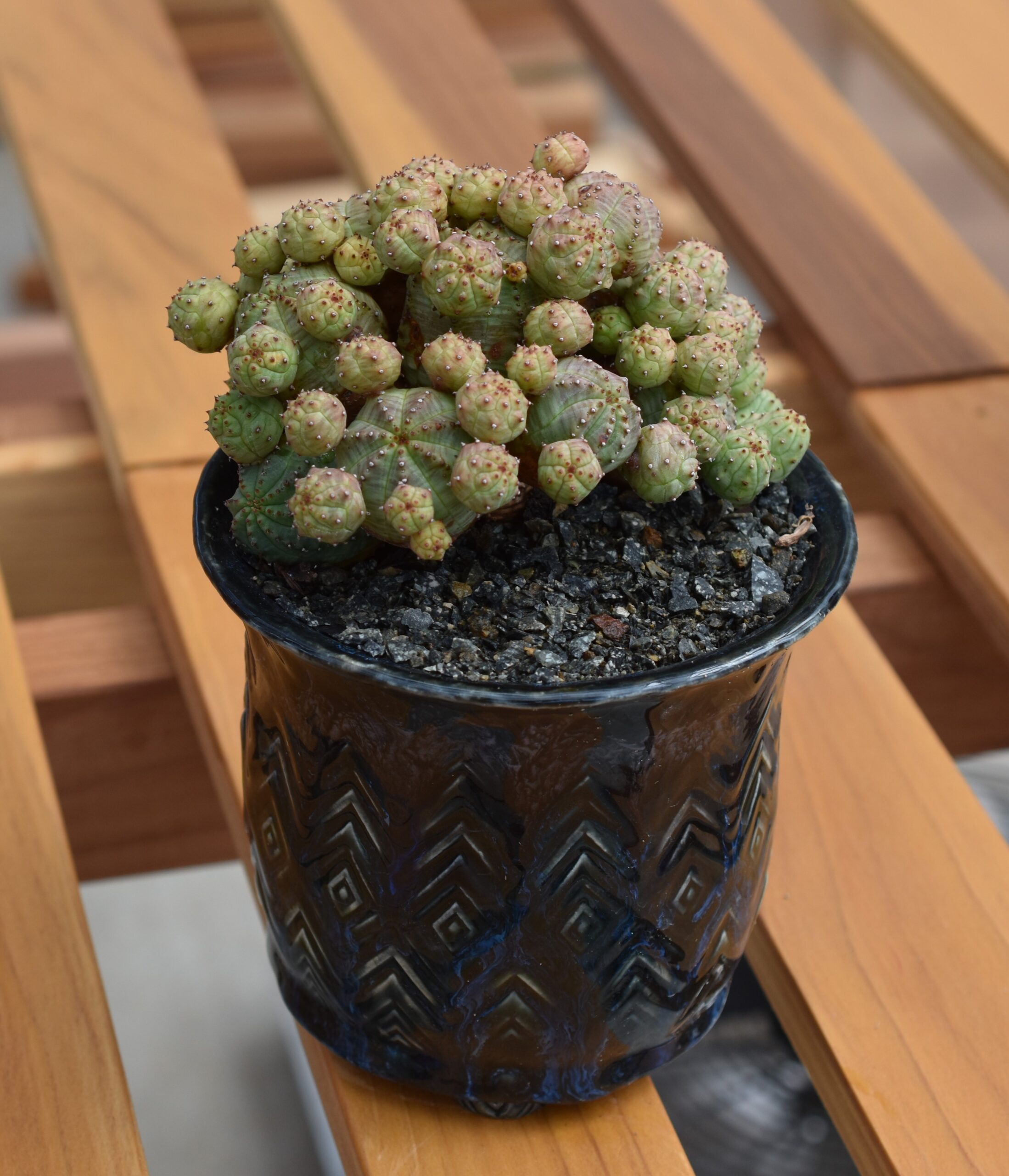 euphorbia tubligans