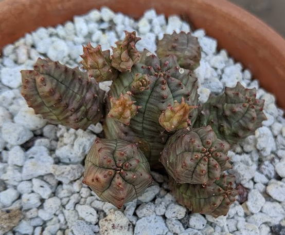 euphorbia tubligans