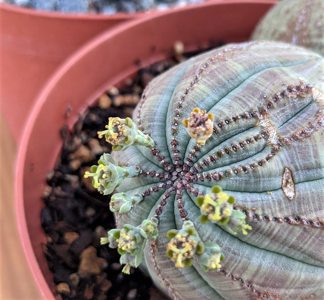 female euphorbia obesa