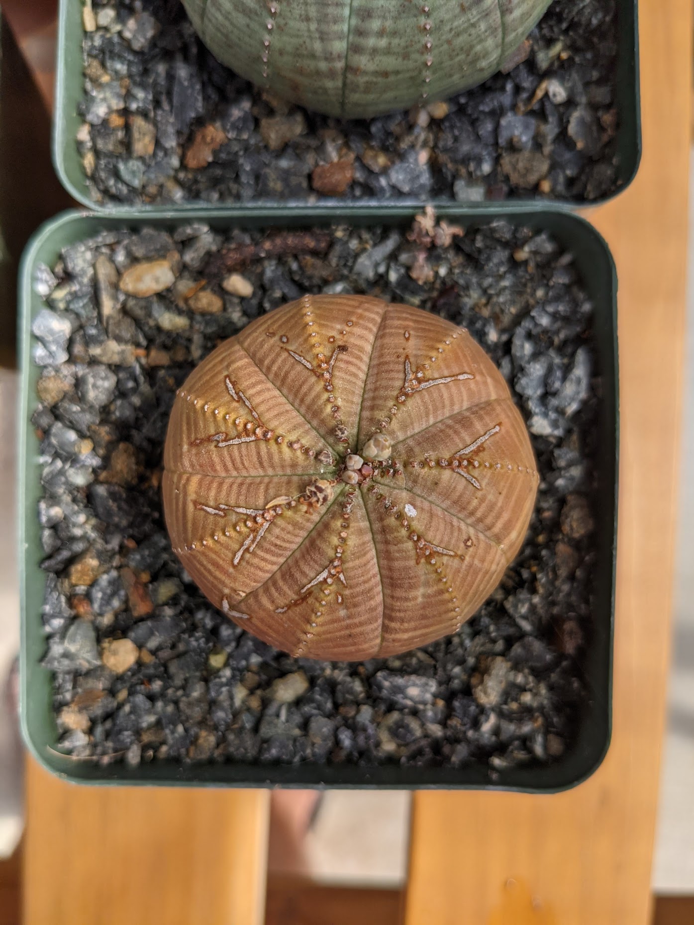 sun stressed euphorbia obesa