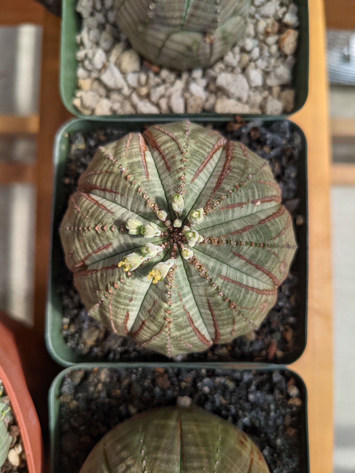 Euphorbia obesa