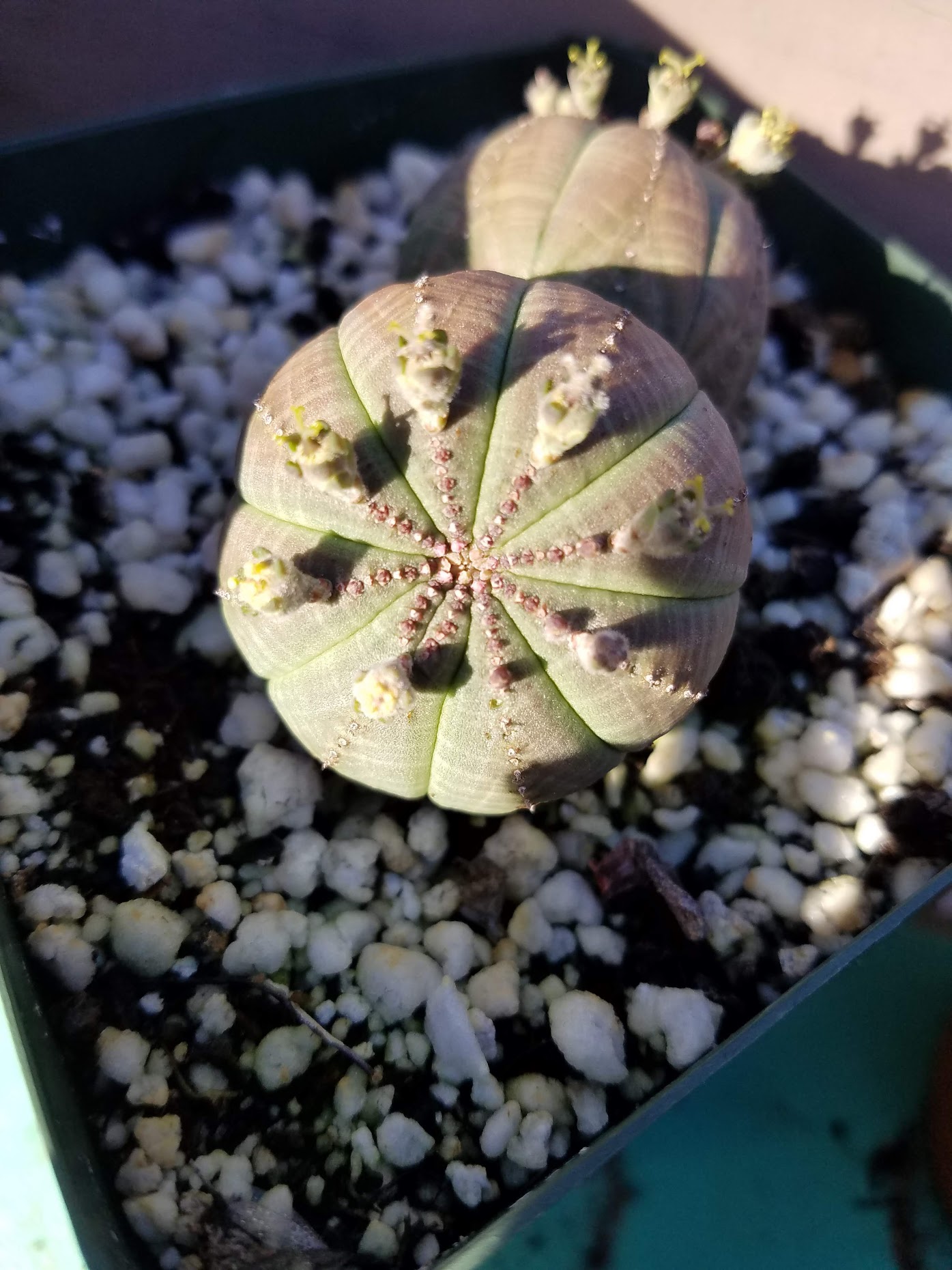 euphorbia obesa