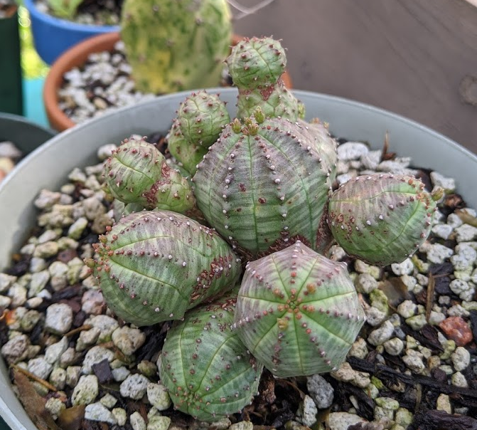 euphorbia tubiglans