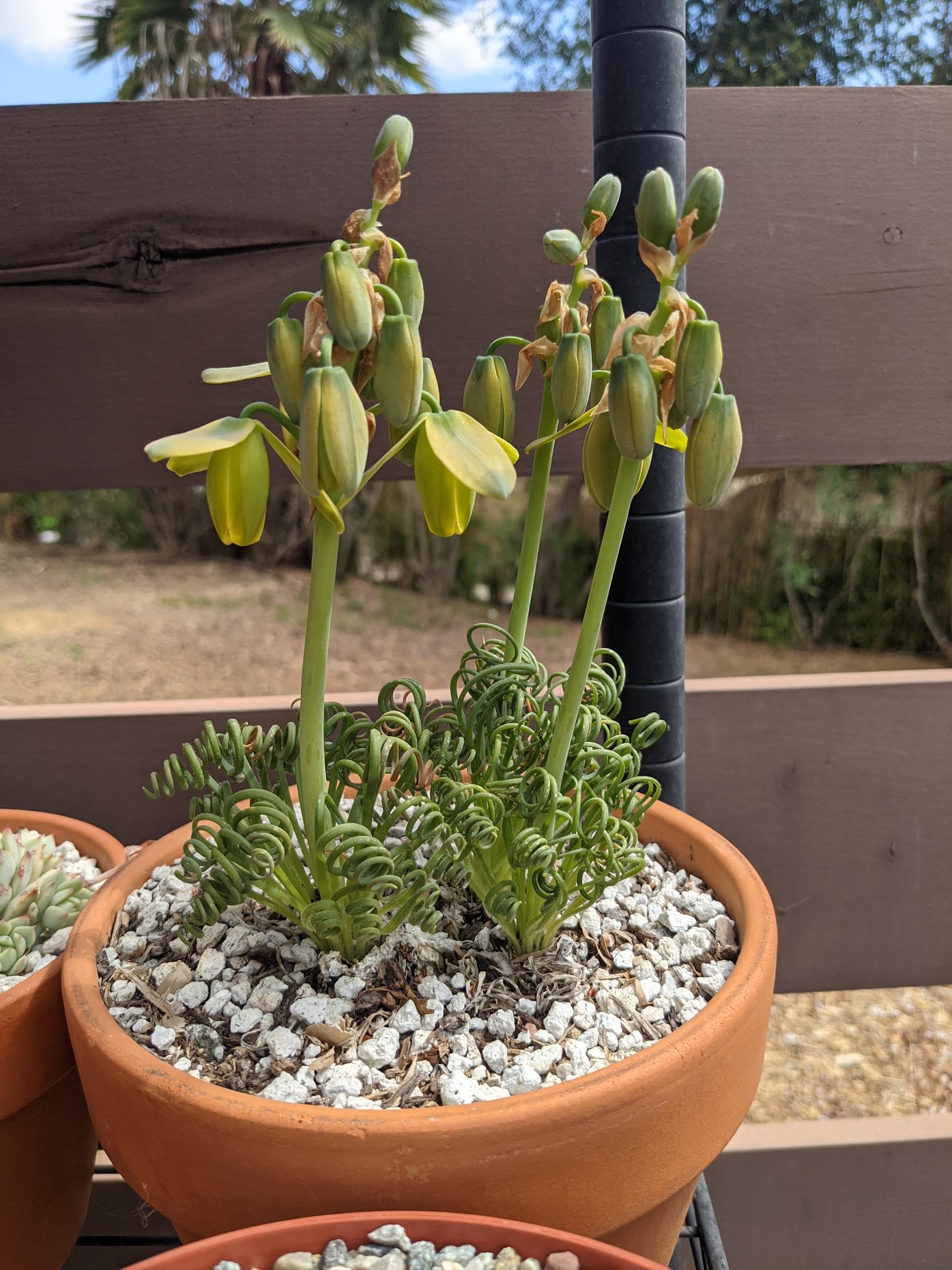 albuca spiralis bloom