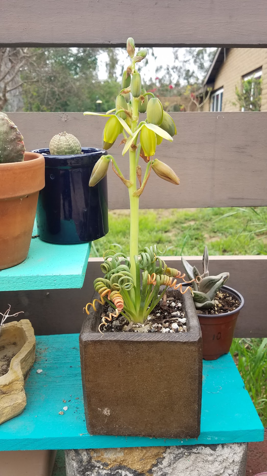 frizzle sizzle bloom