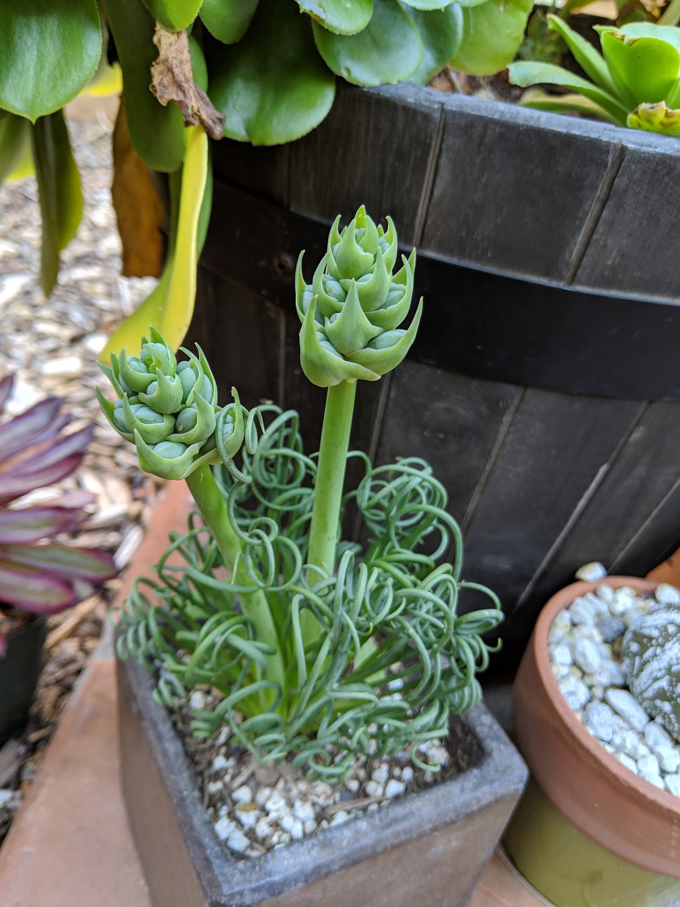 albuca spiralis bloom