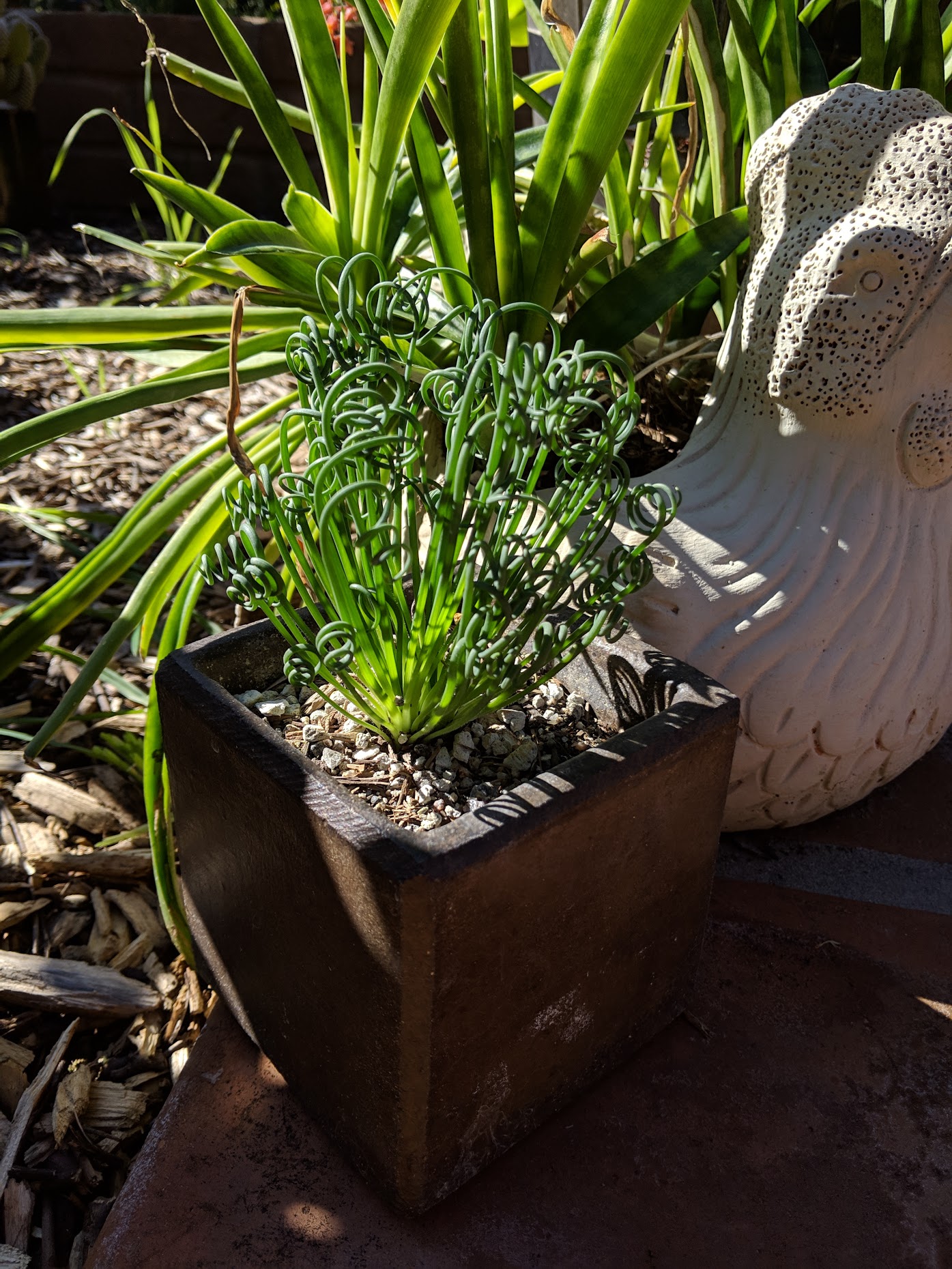 albuca spiralis