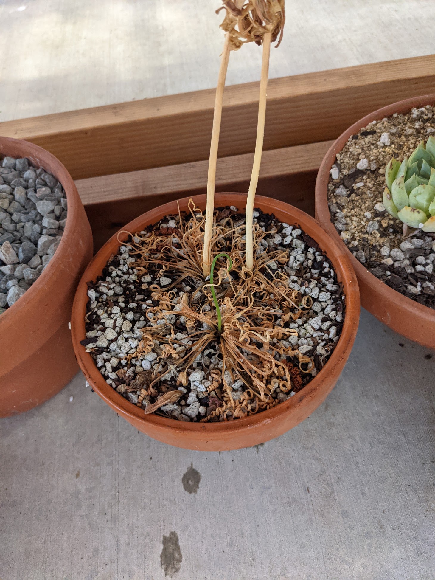 frizzle sizzle dormancy