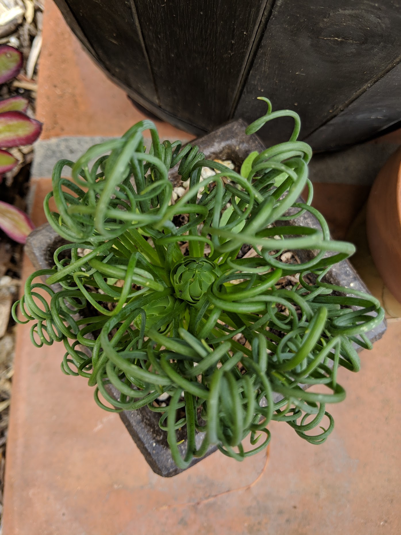 albuca spiralis bloom