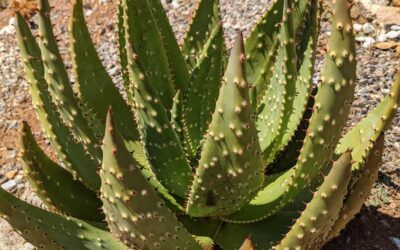 Care Diary: Aloe aculeata