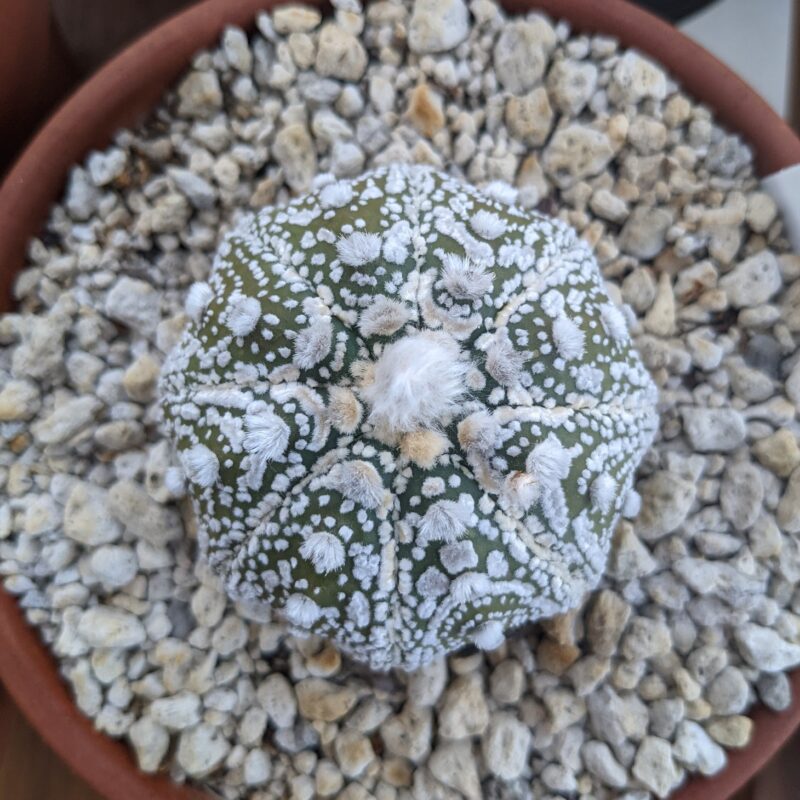 astrophytum asterias